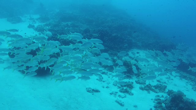 Dolphin Divers Zanzibar