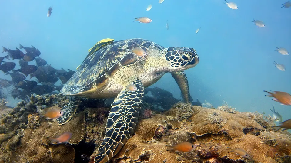 Fun Divers Zanzibar