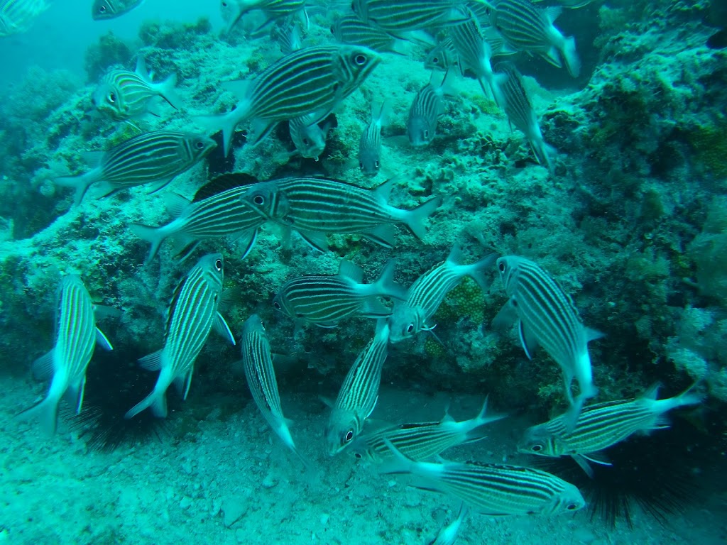 Lulu Dive Center