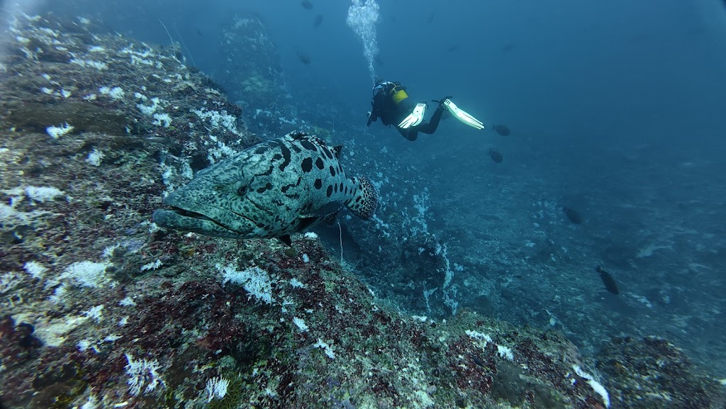Mafia Island Diving