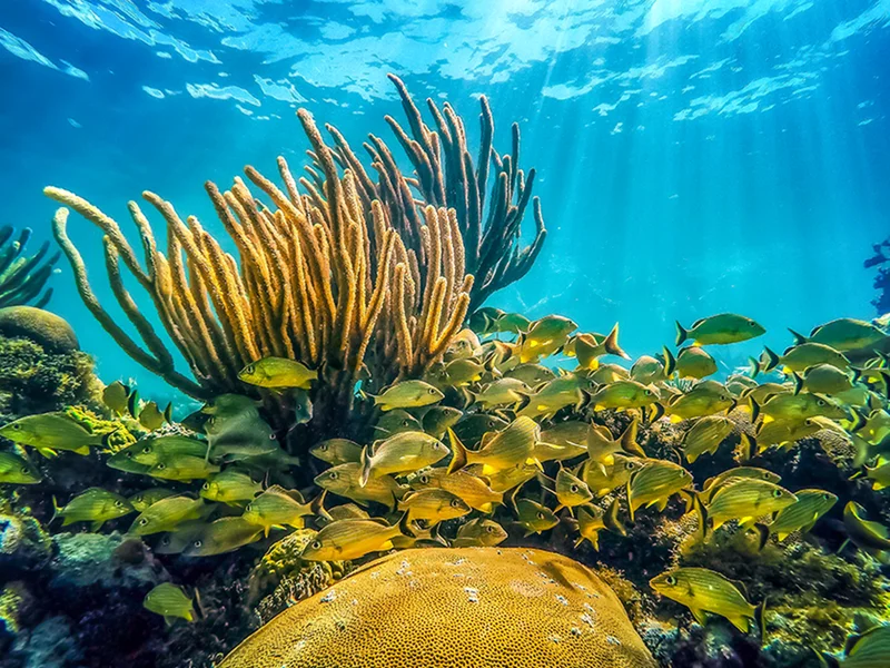Key Largo Scuba Diving