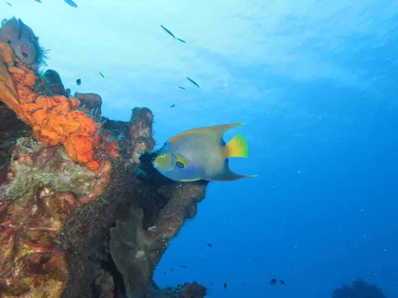 SC Diving