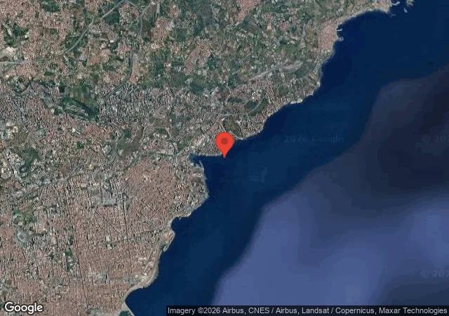 Cerianthus 38 MT