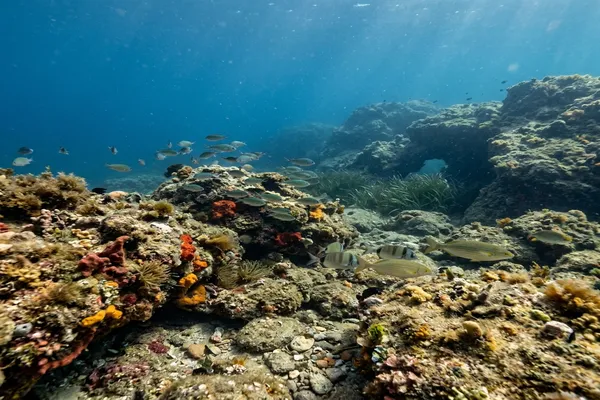 Dive site - Dibley's Dropoff, Australia
