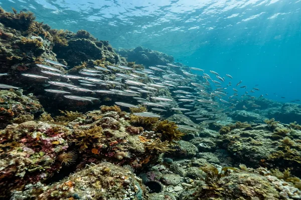 Dive site - D9 Dredge, Australia