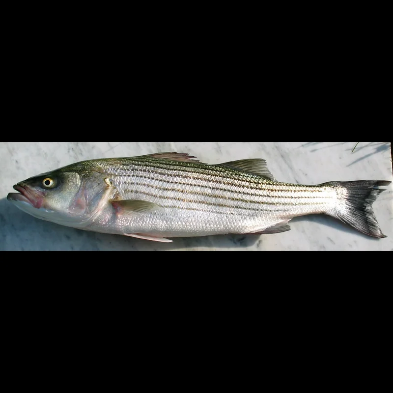 Bass