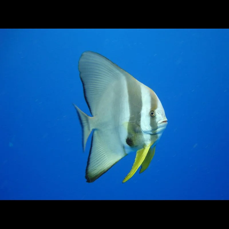 Batfish