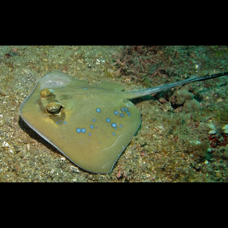 Blue-Spotted Stingrays