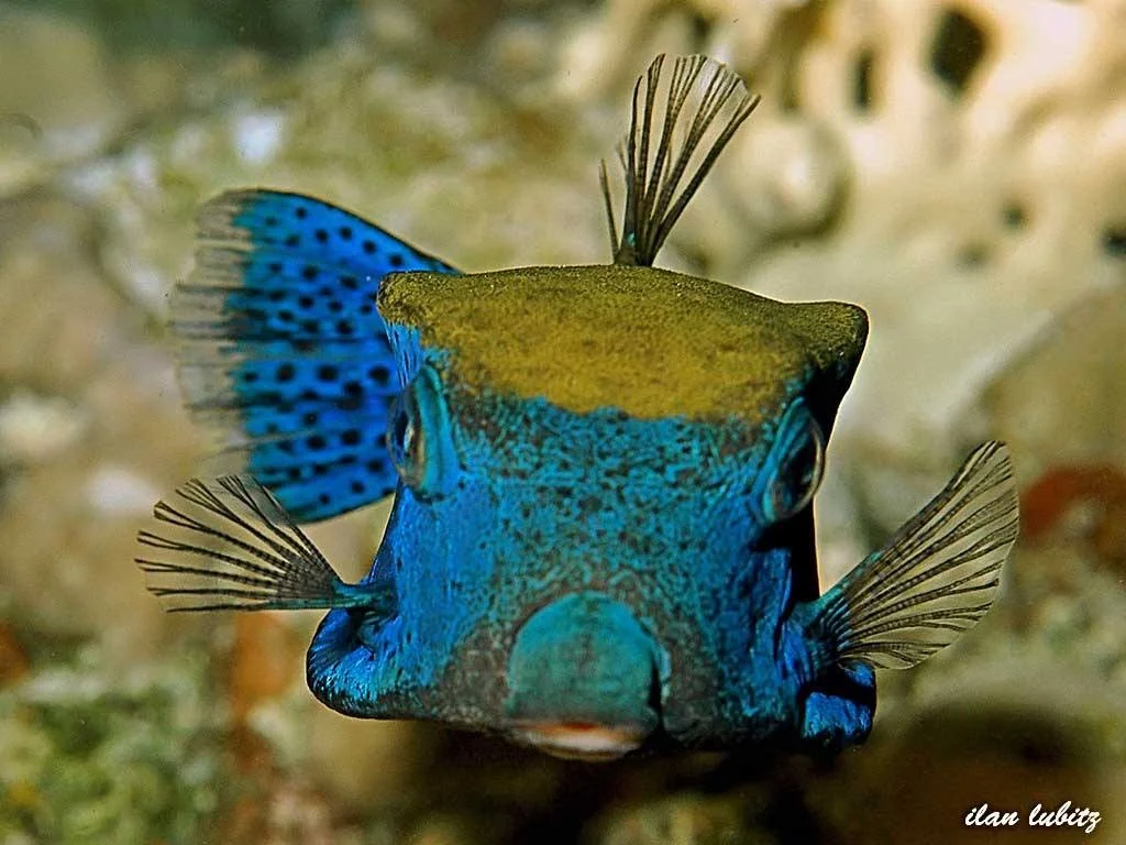 Boxfish