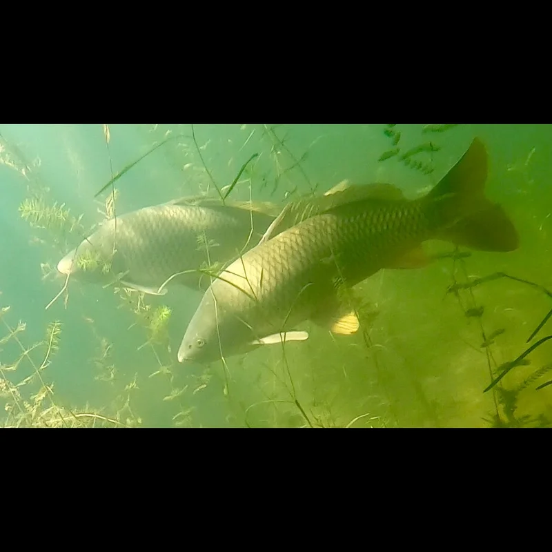 carp