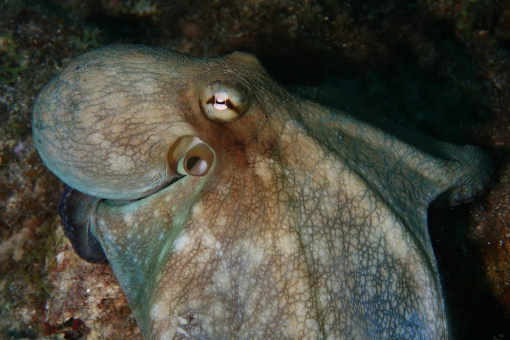 Common Octopus
