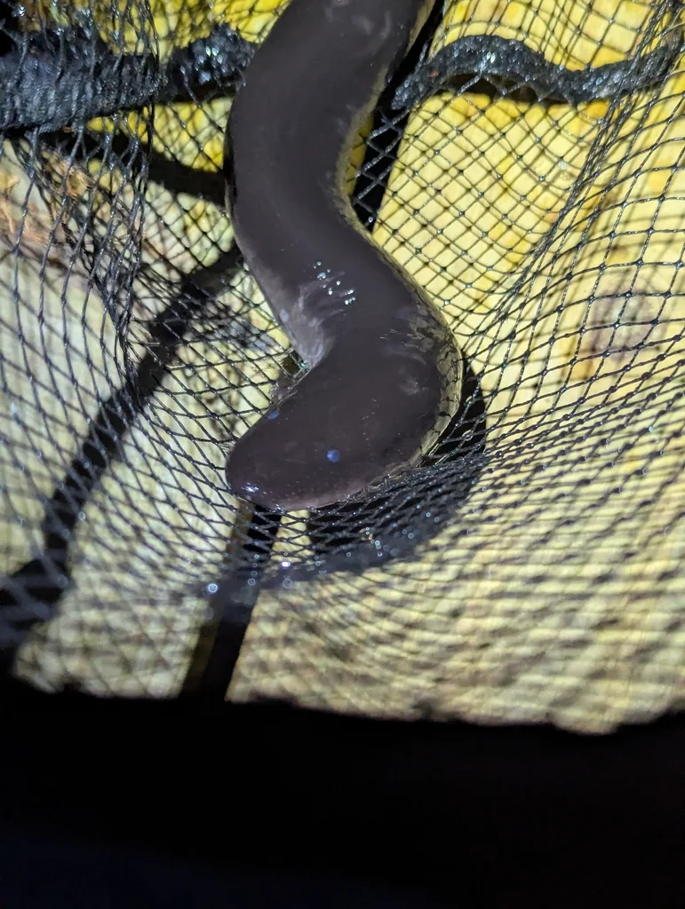 Conger Eel