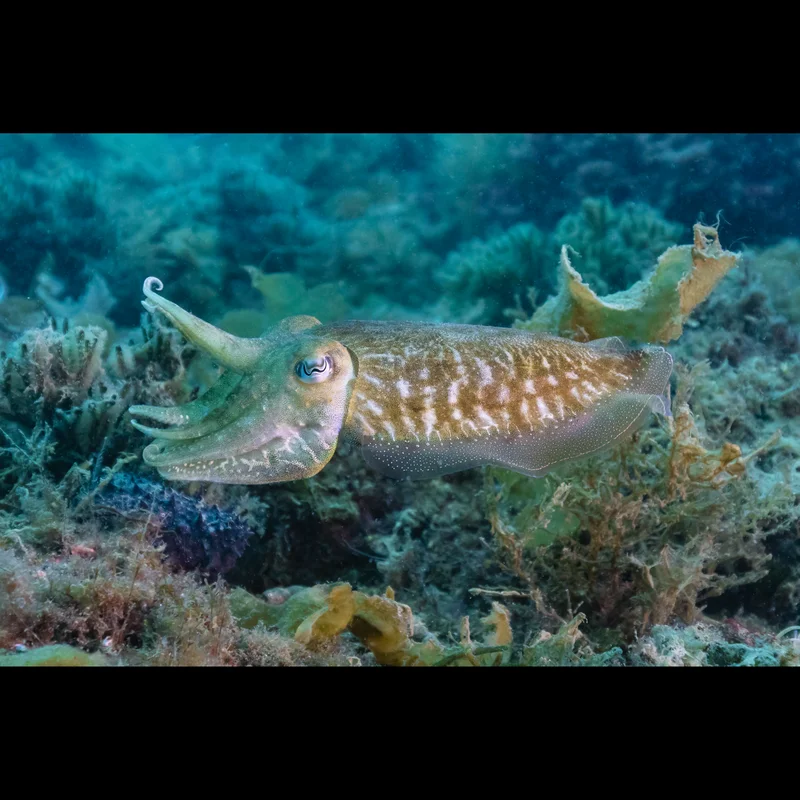 Cuttlefish