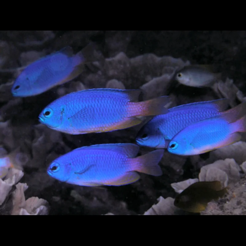 Damselfish