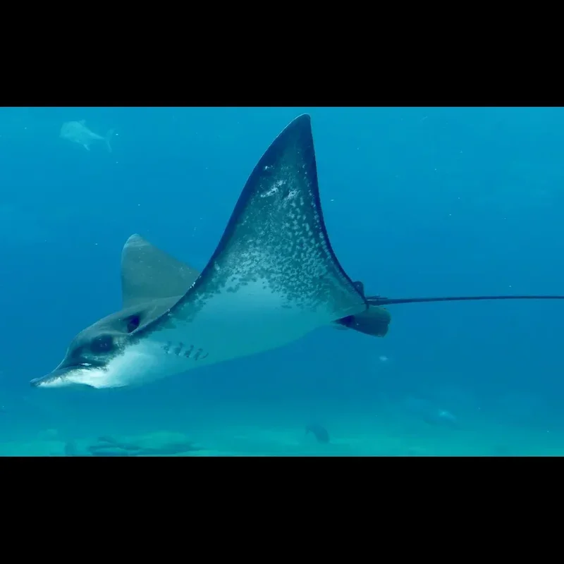 Eagle Ray