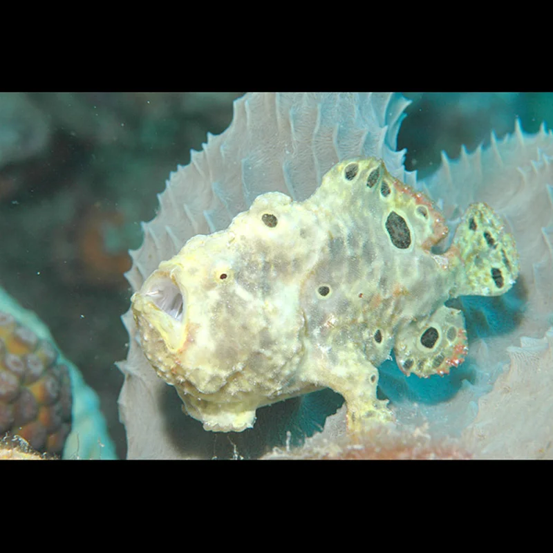 Frogfish