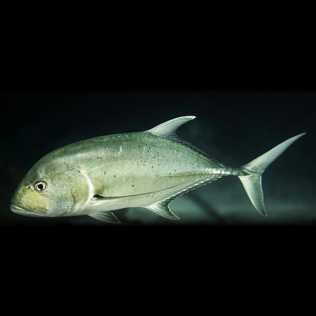 Giant Trevally