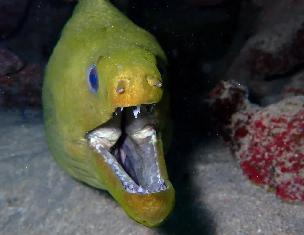 Green Moray Eel