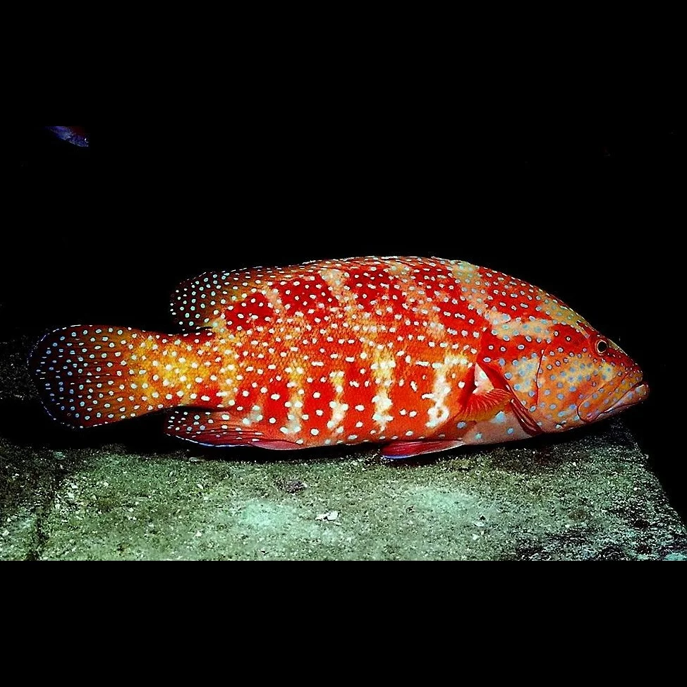 grouper