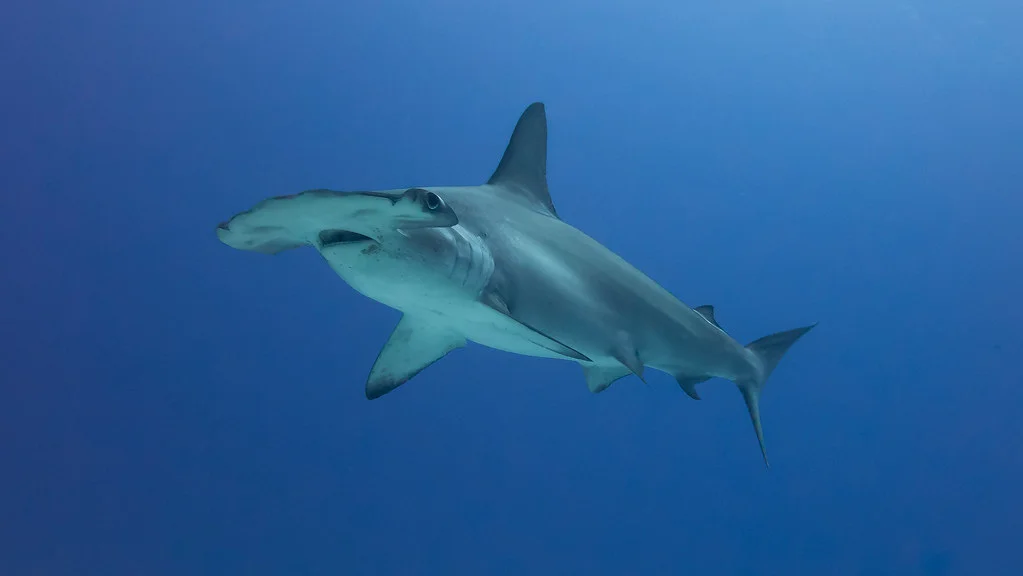 Hammerhead Shark