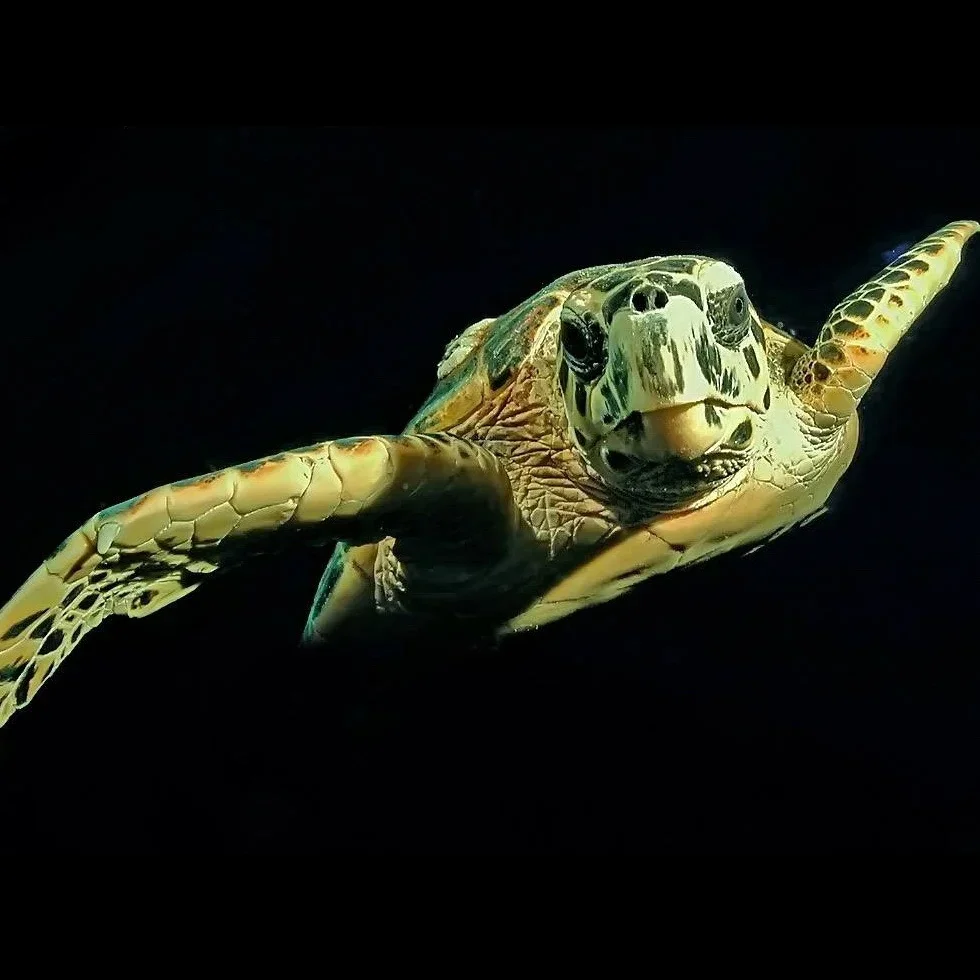 Hawksbill Turtle