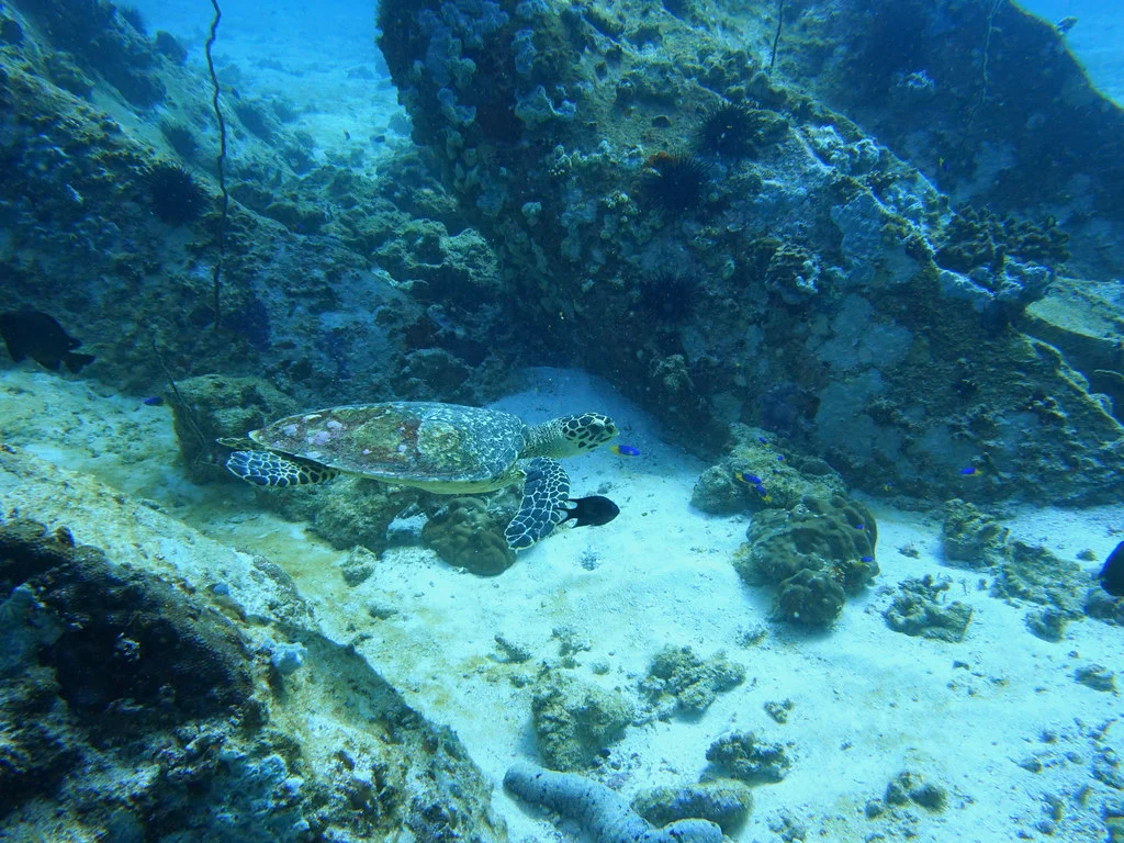 Green Sea Turtle