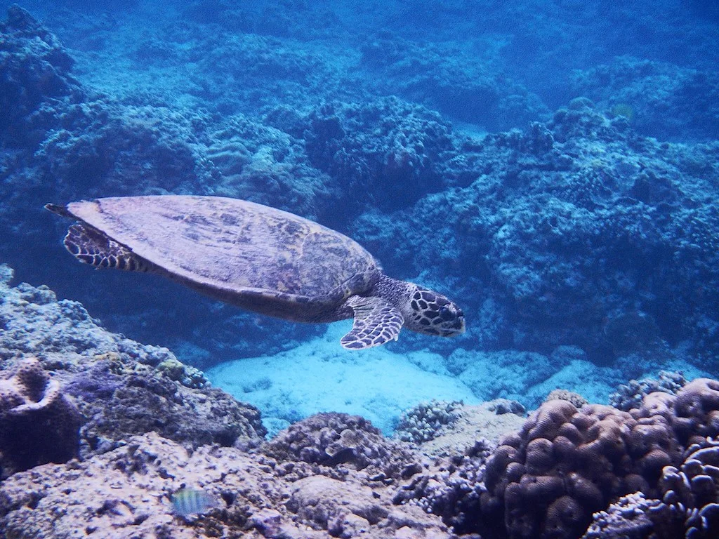 Hawksbill Turtle