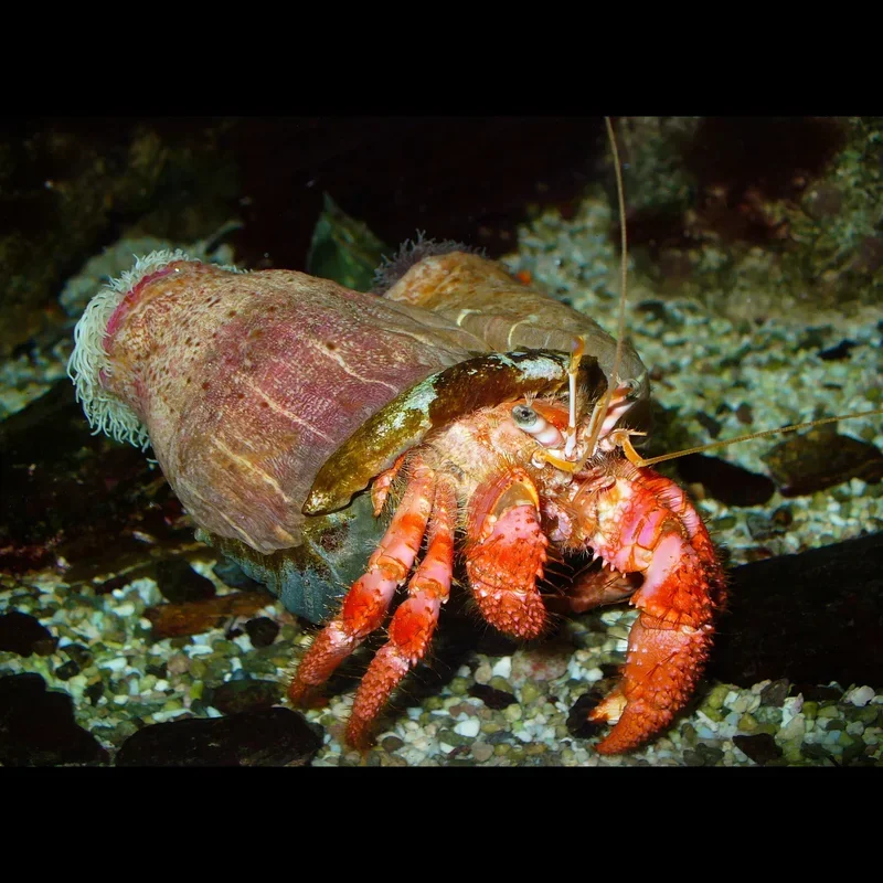 Hermit Crab