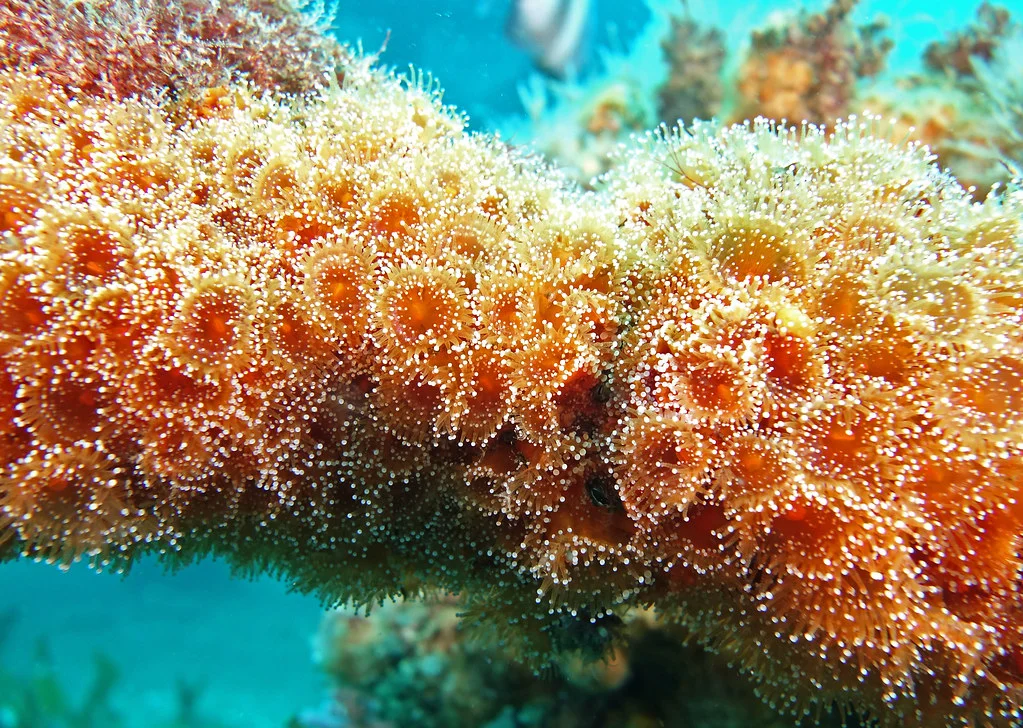 Jewel Anemone