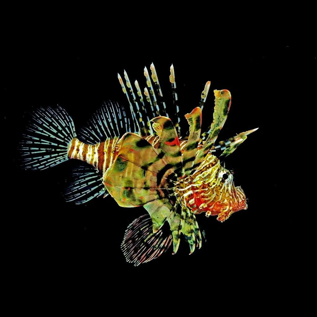 lionfish