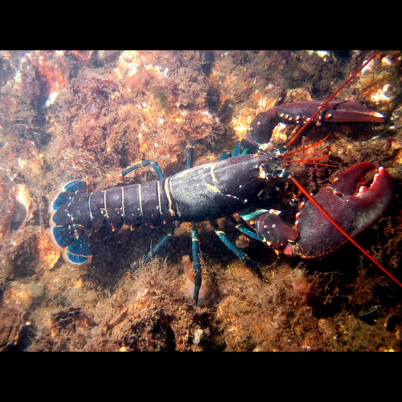 Lobster