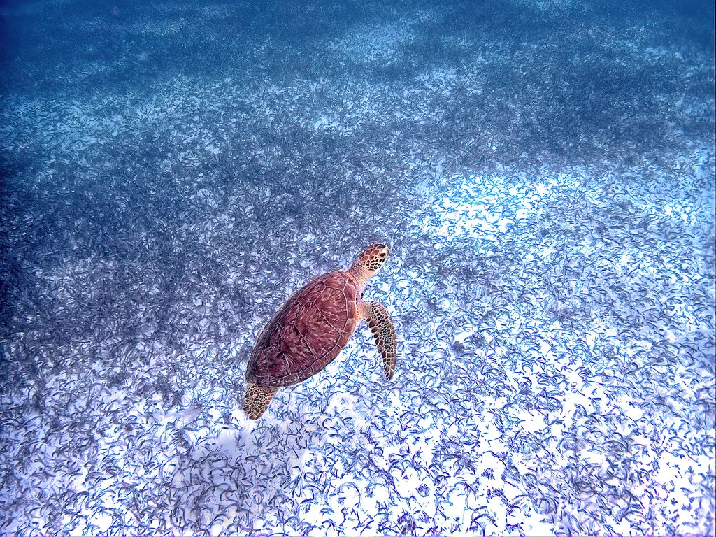 Loggerhead Turtle