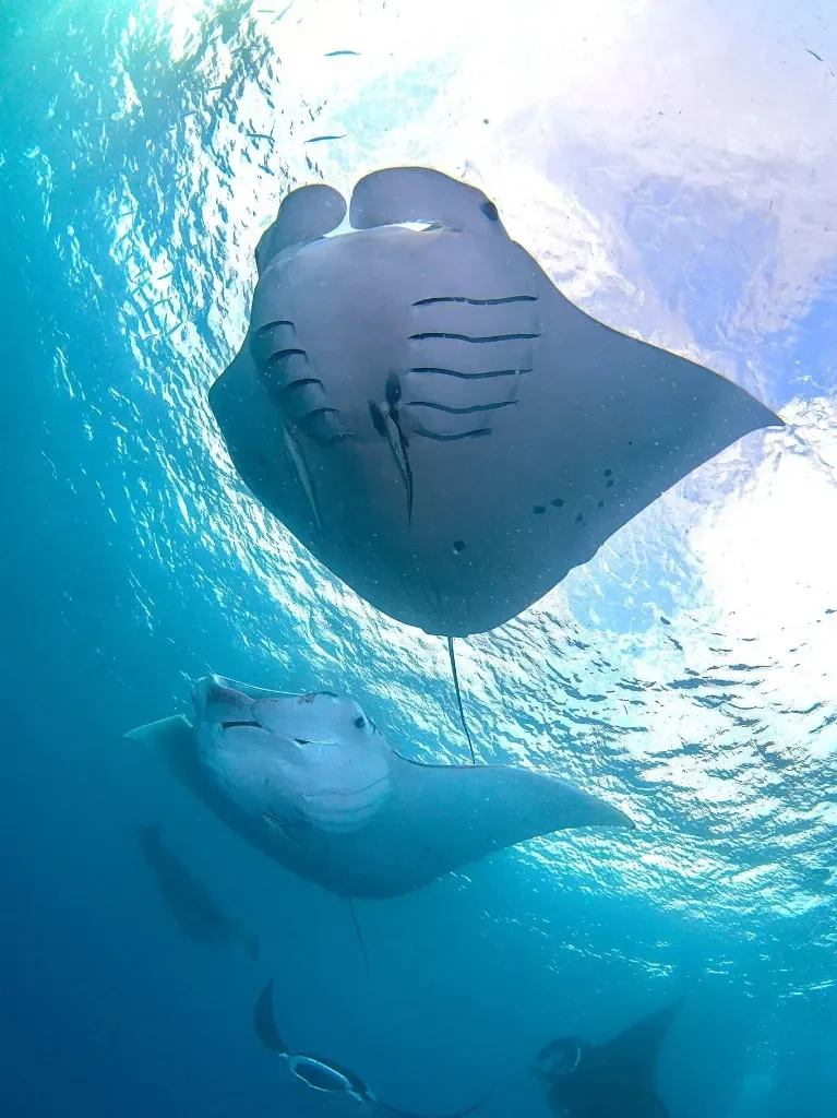 Manta Ray