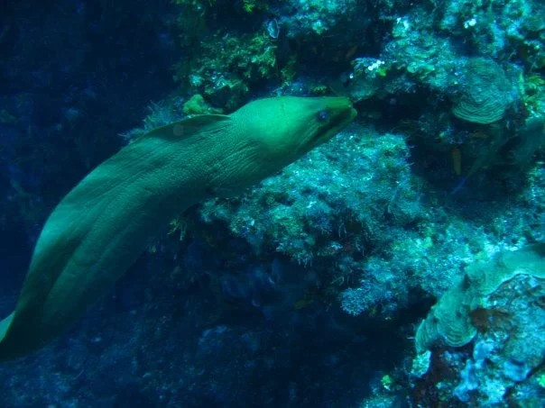 Moray Eel