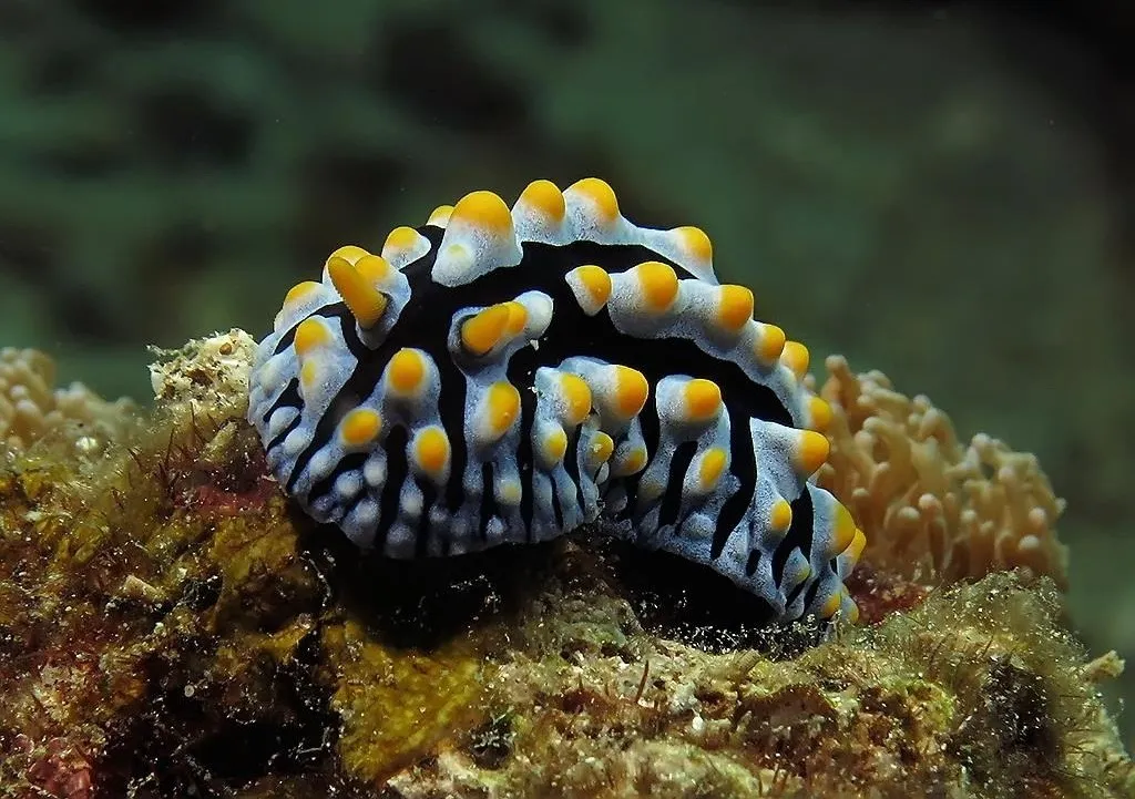 Nudibranch