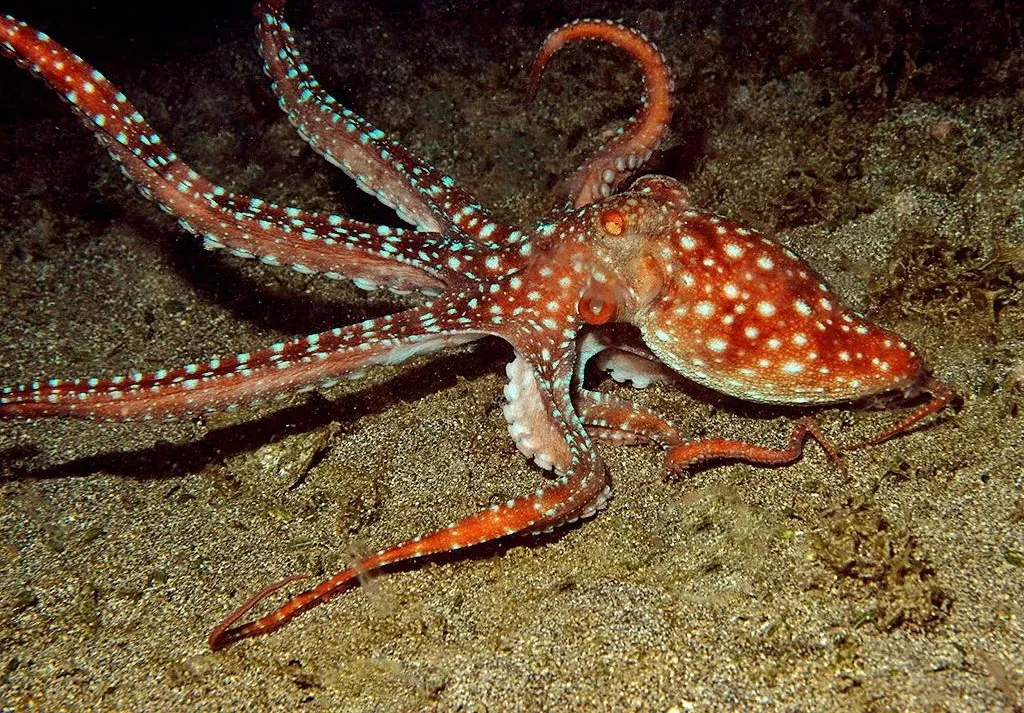 octopuses