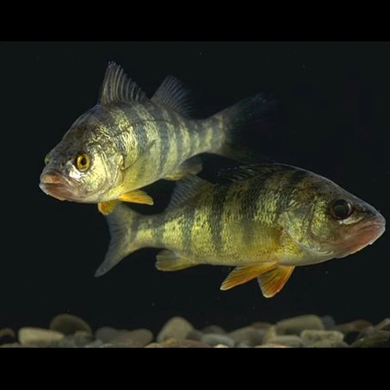 perch