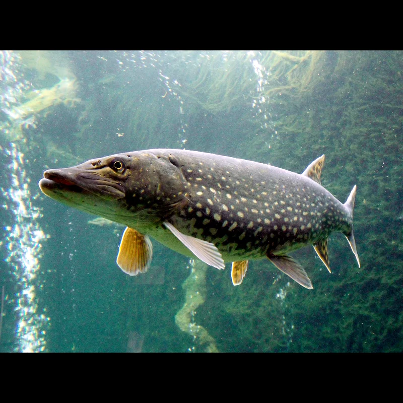 pike