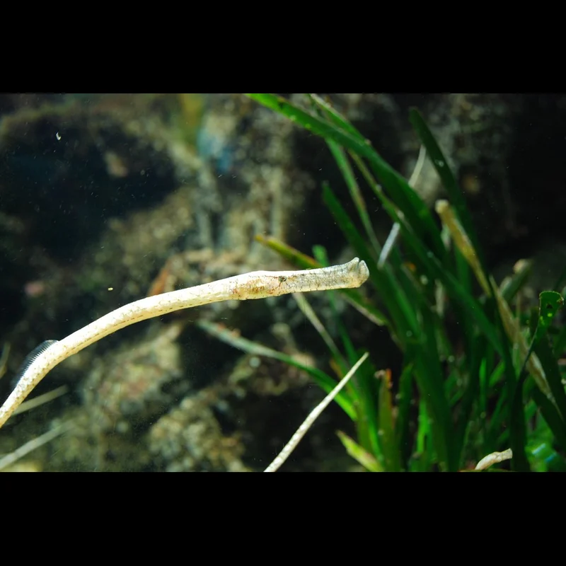 Pipefish