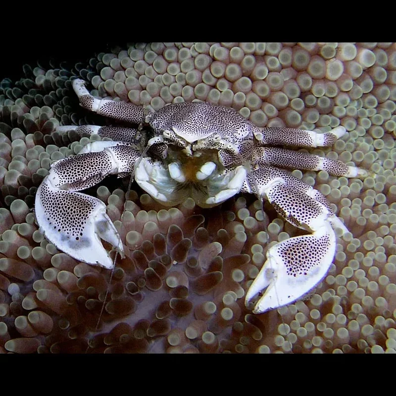 Porcelain Crabs
