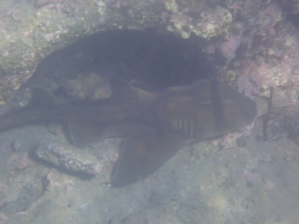 Port Jackson Shark