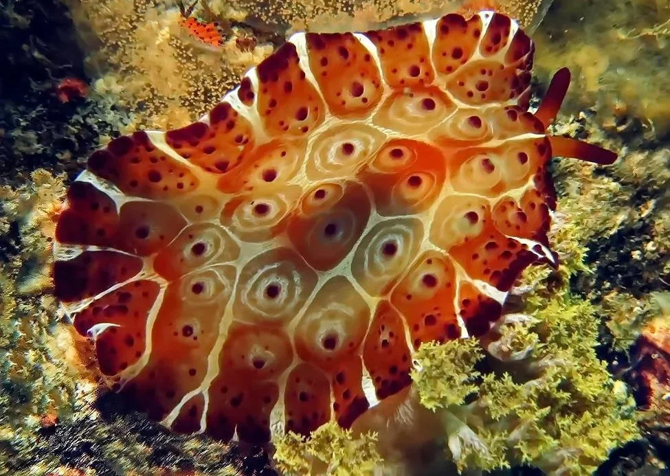 sea slug