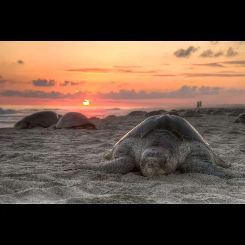 Sea turtle