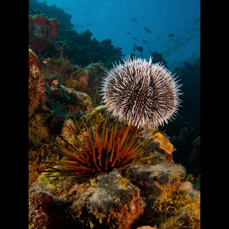 Sea urchin