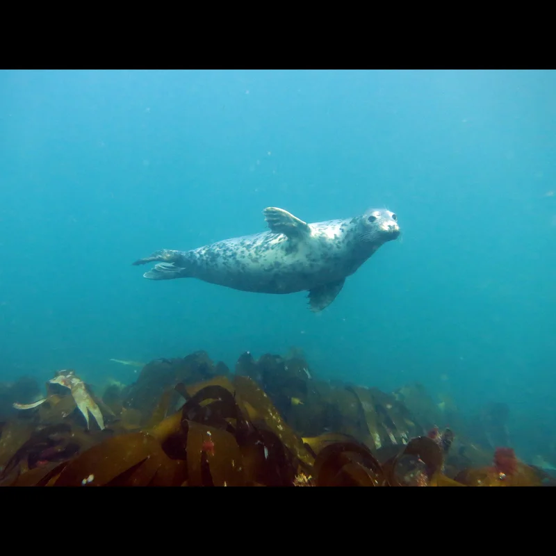 Seal