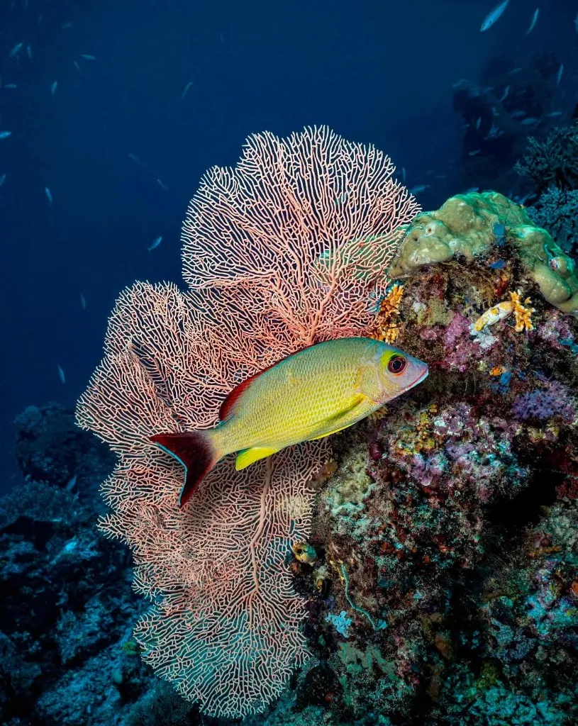 Snapper