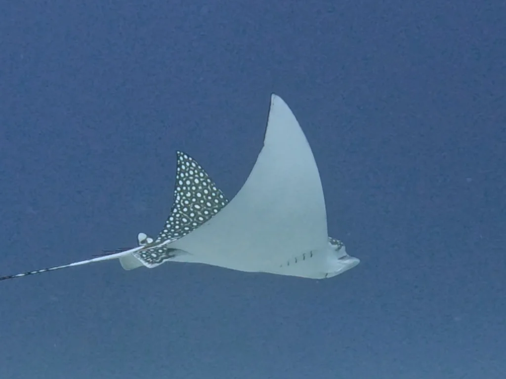 Spotted Eagle Ray