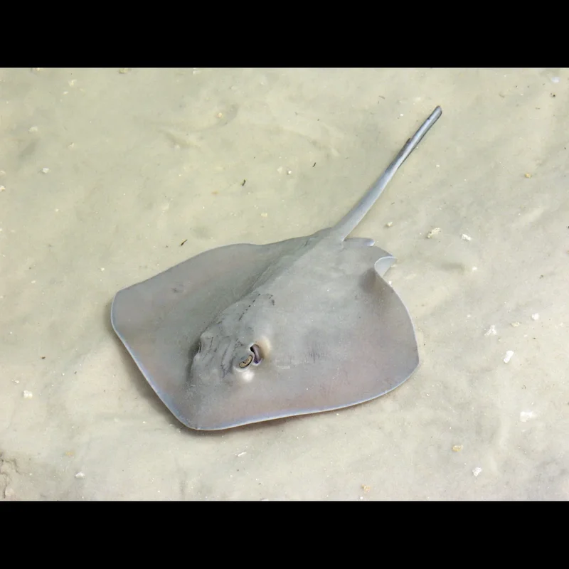 Stingray