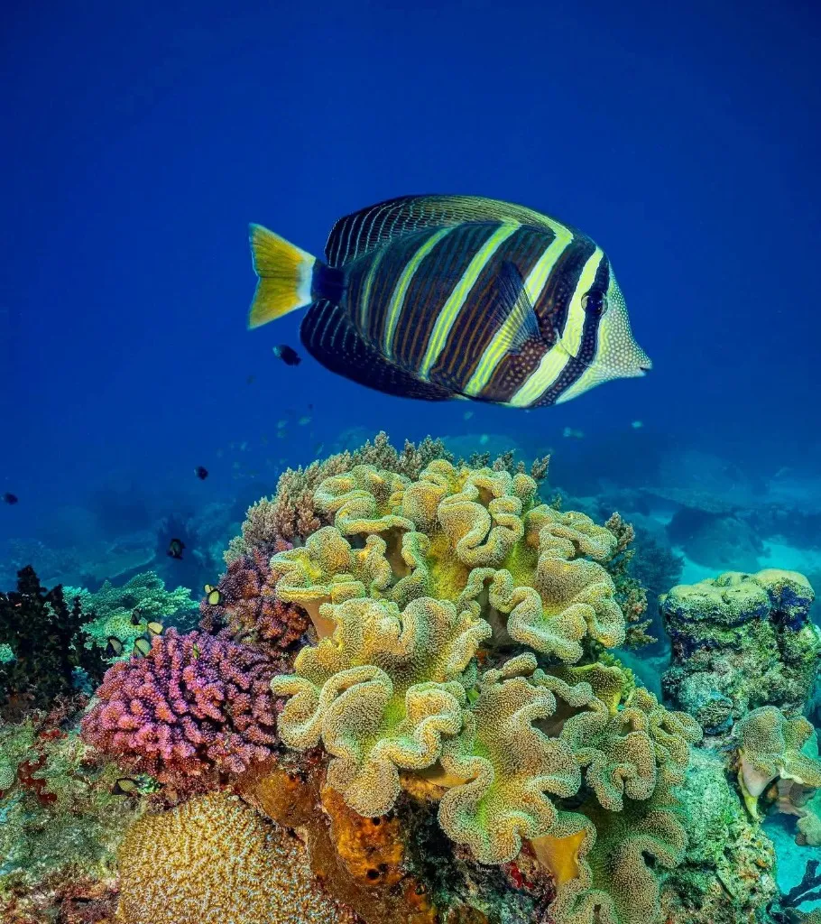 Tangs